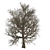 Tall Leafy Tree Accent 3D model small image 3