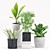 Green Oasis: Aspidistra, Ficus, Palm & Aloe Plants 3D model small image 2