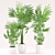 Tropical Palm Plant Set 3D model small image 2