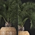 Exotic Houseplants Collection 3D model small image 2