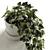 Ivy Wonder: Elegant Hedera Helix Hanging Plants 3D model small image 2