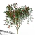 Coastal Evergreen: Pohutukawa Blossom 3D model small image 1