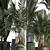 Exotic Palm Collection: Beautiful Houseplants for Interior Decoration 3D model small image 2