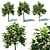 Paulownia Elongata (4m) - 3 Tree Set 3D model small image 1