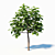 Paulownia Elongata (4m) - 3 Tree Set 3D model small image 3