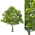 Tilia Tree: 10m Height Set 3D model small image 1