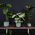 Evergreen Jungle Collection: 4 Exotic House Plants 3D model small image 2