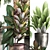 Exotic Plant Collection: Croton, Areca Palm, Ficus 3D model small image 2