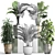 Exotic Plant Collection - Schefflera, Alocasia, Ficus Alii 3D model small image 3