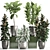 Exotic Ficus Plant Collection 3D model small image 1