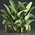 Exotic Houseplant Collection: Banana Palm & Ravenala 3D model small image 1