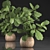 Exotic Houseplant Collection: Ficus Lyrata in Rattan Basket 3D model small image 1