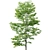 Tilia europaea Pack: 5 Forest Trees 3D model small image 3