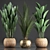 Exotic Indoor Plants Collection with 360 Varieties 3D model small image 1