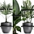 Title: Exotic Houseplants Collection 3D model small image 2