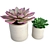 Duo Aeonium Succulent Plants - 3D Modeling 3D model small image 1