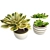 Set of Two Interior Succulent Plants 3D model small image 1