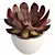 Echeveria Red: Realistic 3D Succulent 3D model small image 1