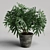 Tropical Philodendron Plant - 3D Model 3D model small image 1
