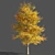  Majestic Tulip Tree: 3D Model 3D model small image 1