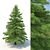 Realistic Spruce Tree 3D Model 3D model small image 1
