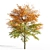 Maple 3D Model - High Detail 3D model small image 1