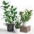 Trio of Beautiful Foliage Plants 3D model small image 1