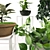 Lush Green Indoor Plant Collection 3D model small image 2