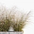 Flowering Miscanthus: Yard & Outdoor Plant 3D model small image 2