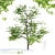 Manchu Maple Tree: Lifelike and Exquisite 3D model small image 1