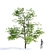 Manchu Maple Tree: Lifelike and Exquisite 3D model small image 3