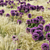 Procedural Landscape Elements: Grass & Allium Variations 3D model small image 2