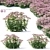 Sedum Stonecrop: Vibrant Blooms for Your Garden 3D model small image 1