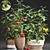 Title: Exotic Tomato - Indoor Plant Collection 3D model small image 1