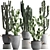 Exotic Cacti Collection 3D model small image 1