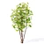 European Maple Tree for Sale 3D model small image 2