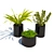Green Oasis: Assorted Plant Collection 3D model small image 1