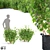 Currant Bushes: Polys 620-820 | 3 Varieties 3D model small image 1