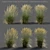 Realistic 3D Feather Reed Grass 3D model small image 1