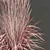 Realistic Feather Reed Grass Models 3D model small image 2