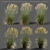 Realistic 3D Feather Reed Grass Models 3D model small image 1