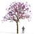 Jacaranda Mimosifolia 3D Model 3D model small image 1