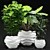 Exotic Indoor Plants in White Pots 3D model small image 1