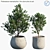 Lush Yew Plum Pine: Potted Perfection! 3D model small image 1