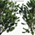 Lush Yew Plum Pine: Potted Perfection! 3D model small image 2