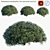 Colorful Podocarpus Macrophyllus: Yew Plum Pine 3D model small image 1