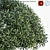 Colorful Podocarpus Macrophyllus: Yew Plum Pine 3D model small image 2
