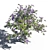 Jacaranda Mimosifolia: Stunning Color Burst 3D model small image 2