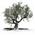 Europa Olea: Majestic Giant Olive Tree 3D model small image 1