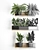 Exotic Plant Collection: Vertical Gardens & Houseplants 3D model small image 3